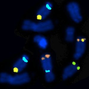 FISH-Probe-Empire-Genomics-MSC