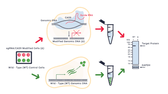 Knockout Validated Antibodies map | Medical Supply Company