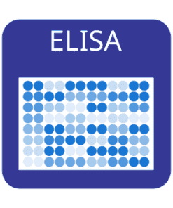 Custom Bovine Interleukin-2 (IL-2) ELISA Kit 1 x 96 well strip plate | Medical Supply Company