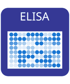 Custom Feline Interleukin-2 (IL-2) ELISA Kit 1 x 96 well strip plate | Medical Supply Company