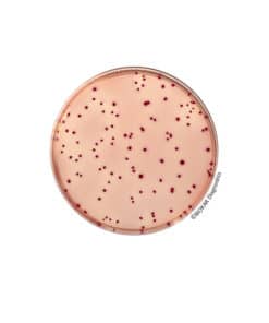 VRBG Agar - Ready-to-melt medium BM07508 | Medical Supply Company