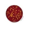 Tryptone-Soy Agar (Blood Agar base) BK028HA | Medical Supply Company