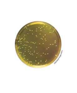 Mannitol salt Agar BK030HA | Medical Supply Company