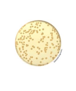 Trypto-casein Soy Agar (TSA) - Pre-poured medium BM05008 | Medical Supply Company