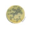 Sterile Egg Yolk Tellurite Enrichment BS06008 | Medical Supply Company