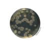 BAIRD-PARKER RPF Agar BT01008 | Medical Supply Company