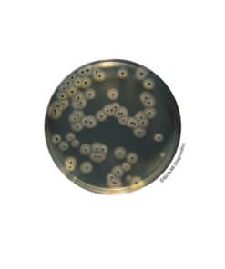 BAIRD-PARKER RPF Agar BT01008 | Medical Supply Company