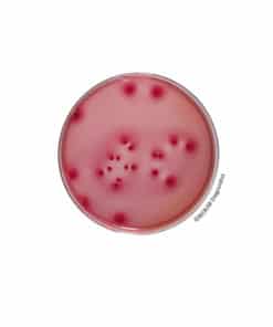 Desoxycholate lactose Agar BK065HA | Medical Supply Company