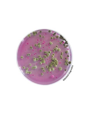 Symphony Yeast & Mould agar BM19108 | Medical Supply Company