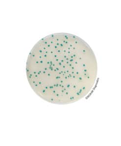 RHAPSODY Agar® - Pre-poured medium  BM16708 | Medical Supply Company