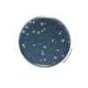 Yeast extract Agar - Ready-to-melt medium BM06808 | Medical Supply Company