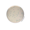 COMPASS® Enterococcus Agar - Pre-poured medium BM15708 | Medical Supply Company