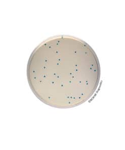 COMPASS® Enterococcus Agar - Pre-poured medium BM15708 | Medical Supply Company