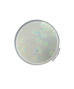 COMPASS® Listeria Agar BT00808 | Medical Supply Company