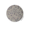 COMPASS® Ecc Agar - Dehydrated medium BK202HA | Medical Supply Company