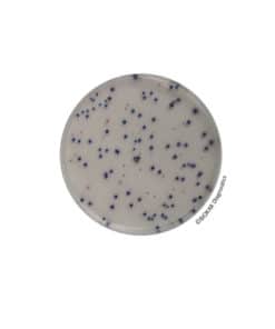 COMPASS® Ecc Agar - Dehydrated medium BK202HA | Medical Supply Company
