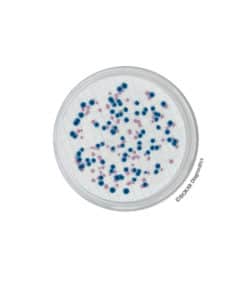 Chromogenic Coliform Agar (CCA) BM18208 | Medical Supply Company