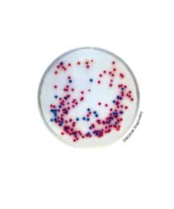 COMPASS® Salmonella Agar - Pre-poured medium BM06608 | Medical Supply Company