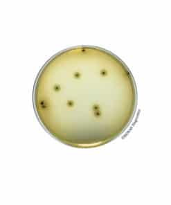 Bismuth Sulfite agar (ISO 6579) BK223HA | Medical Supply Company