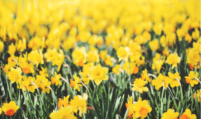 Daffodill Day 2019 Cancer Diagnostic Products Ireland | Medical Supply Company