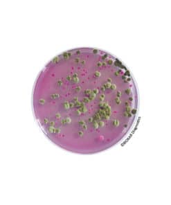 Symphony agar (powder version) | Medical Supply Company