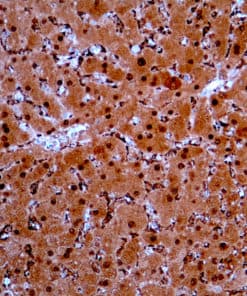 ARG-1 (EP261) Rabbit Monoclonal Antibody