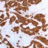 Anterior Gradient 2 (AGR2) (EP329) Rabbit Monoclonal Antibody