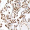 Caveolin-1 (EP353) Rabbit Monoclonal Antibody