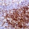 CD7 (MRQ-56) Mouse Monoclonal Antibody
