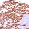 CMC37132010 Cell Marque | Medical Supply Company