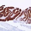 Cadherin-17 (SP183) Rabbit Monoclonal Antibody