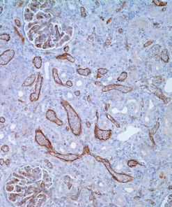 C4d Rabbit Polyclonal Antibody
