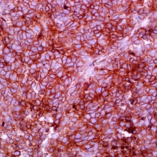 Caveolin-1 (2297) Mouse Monoclonal Antibody