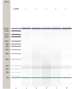 MagCore® Plasma DNA ExtractionKit (1.2ml)