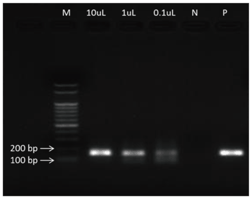 MagCore® Total RNA Whole Blood Kit