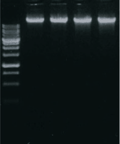 Genomic DNA Extraction Kit (Blood/Bacteria/Cultured Cells)