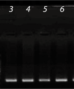 HiYield™ Gel/PCR DNA Fragments Extraction Kit