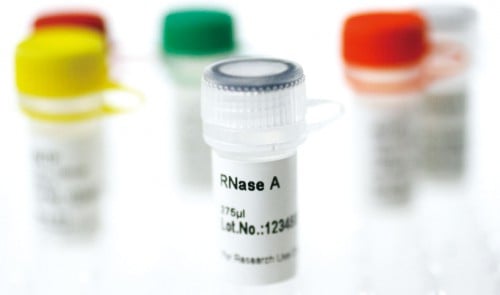 RNase A