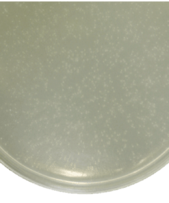 Value 10⁸ HIT-DH5α
