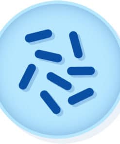 Pseudomonas protegens (G) derived from ATCC® 17386™