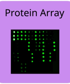 COVID-19 Spike Protein Array