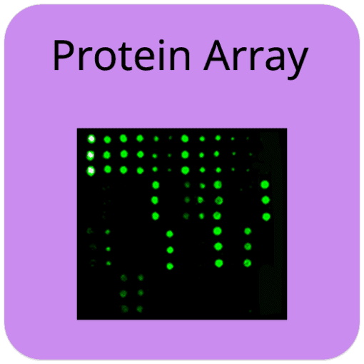COVID-19 Spike Protein Array