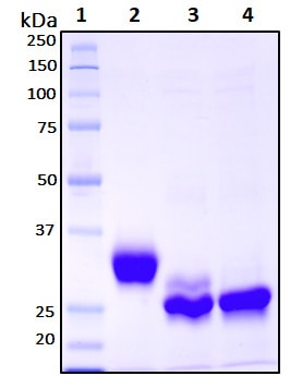 Recombinant SARS-CoV-2, S1 Subunit Protein (RBD)