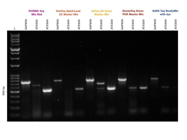 PCRBIO Taq DNA Polymerase & Mixes | Medical Supply Company