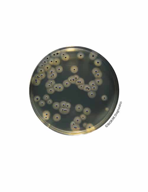 Coagulase-Positive Staphylococci | Medical Supply Company